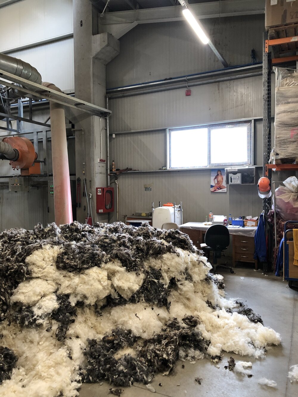 Wool in process, being sorted.